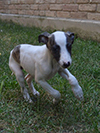 Nuovi cuccioli levriero whippet disponibili