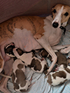 Nuovi cuccioli levriero whippet disponibili