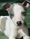 Nuovi cuccioli levriero whippet disponibili