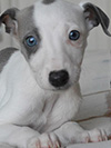 Nuovi cuccioli levriero whippet disponibili