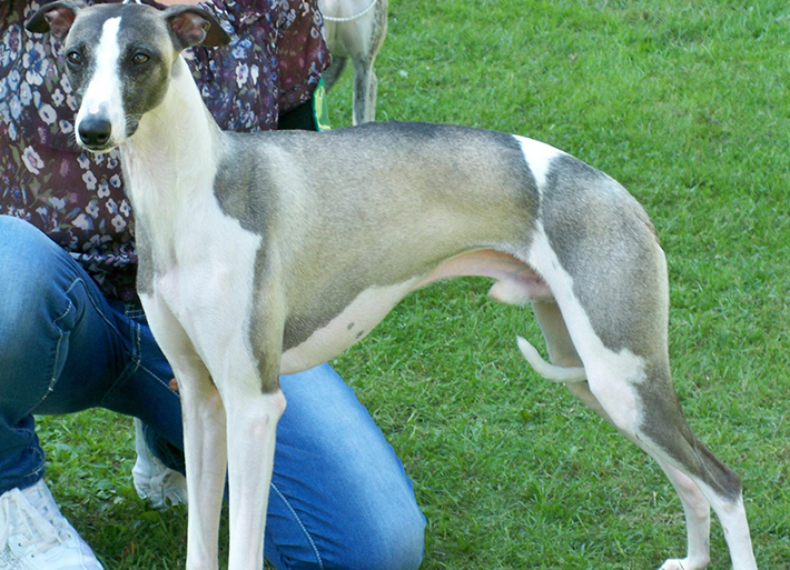 levrieri whippet - Jack Sparrow