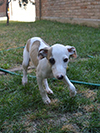 Nuovi cuccioli levriero whippet disponibili