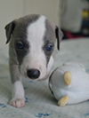 Nuovi cuccioli levriero whippet disponibili