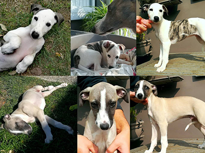 Nuovi cuccioli levriero whippet