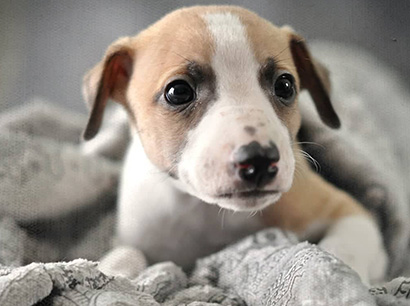 Nuovi cuccioli levriero whippet