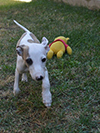 Nuovi cuccioli levriero whippet disponibili