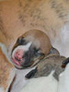 Nuovi cuccioli levriero whippet disponibili