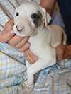 Nuovi cuccioli levriero whippet disponibili