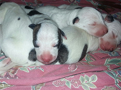 Nuovi cuccioli levriero whippet